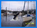 jl_requin.jpg